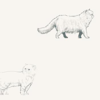 Tapeták - Macska témájú háttérkép kép