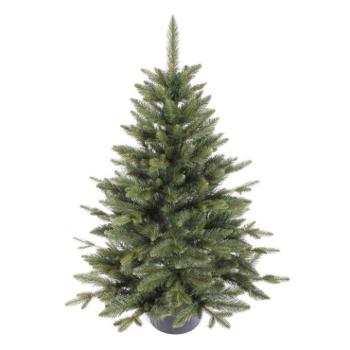 Karácsonyfák - Prémium karácsonyfa lucfenyő cserépben - 80 cm - kép