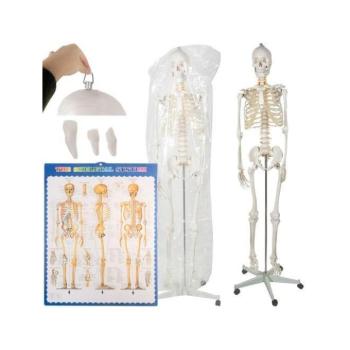 Kreatív és oktató játékok - Emberi csontváz - 170 cm kép